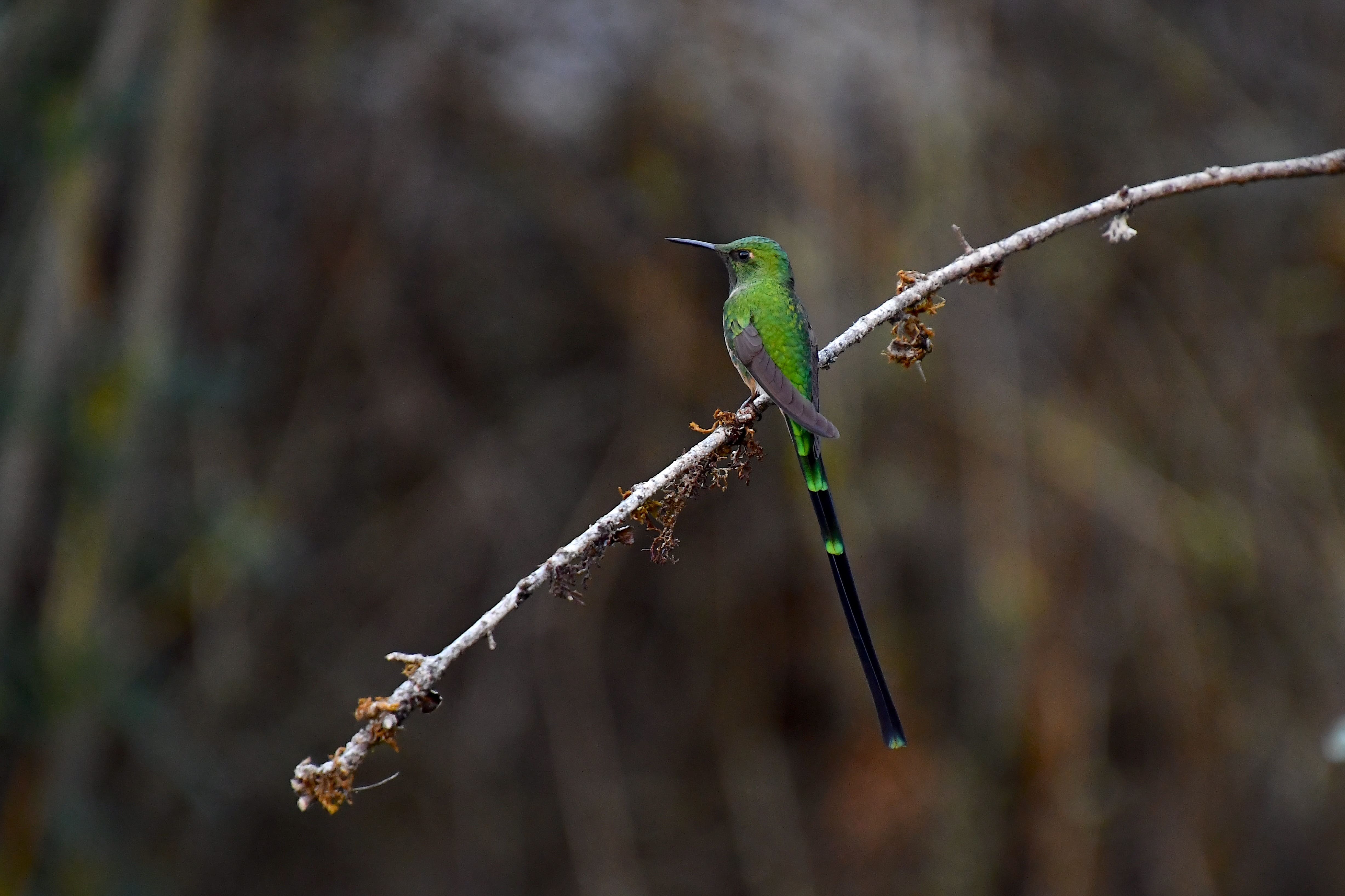 Sorthalet Slæbkolobri (Black-tailed Trainbearer) er let at kende på hannens imponerende lange hale. Foto Hanne Christensen