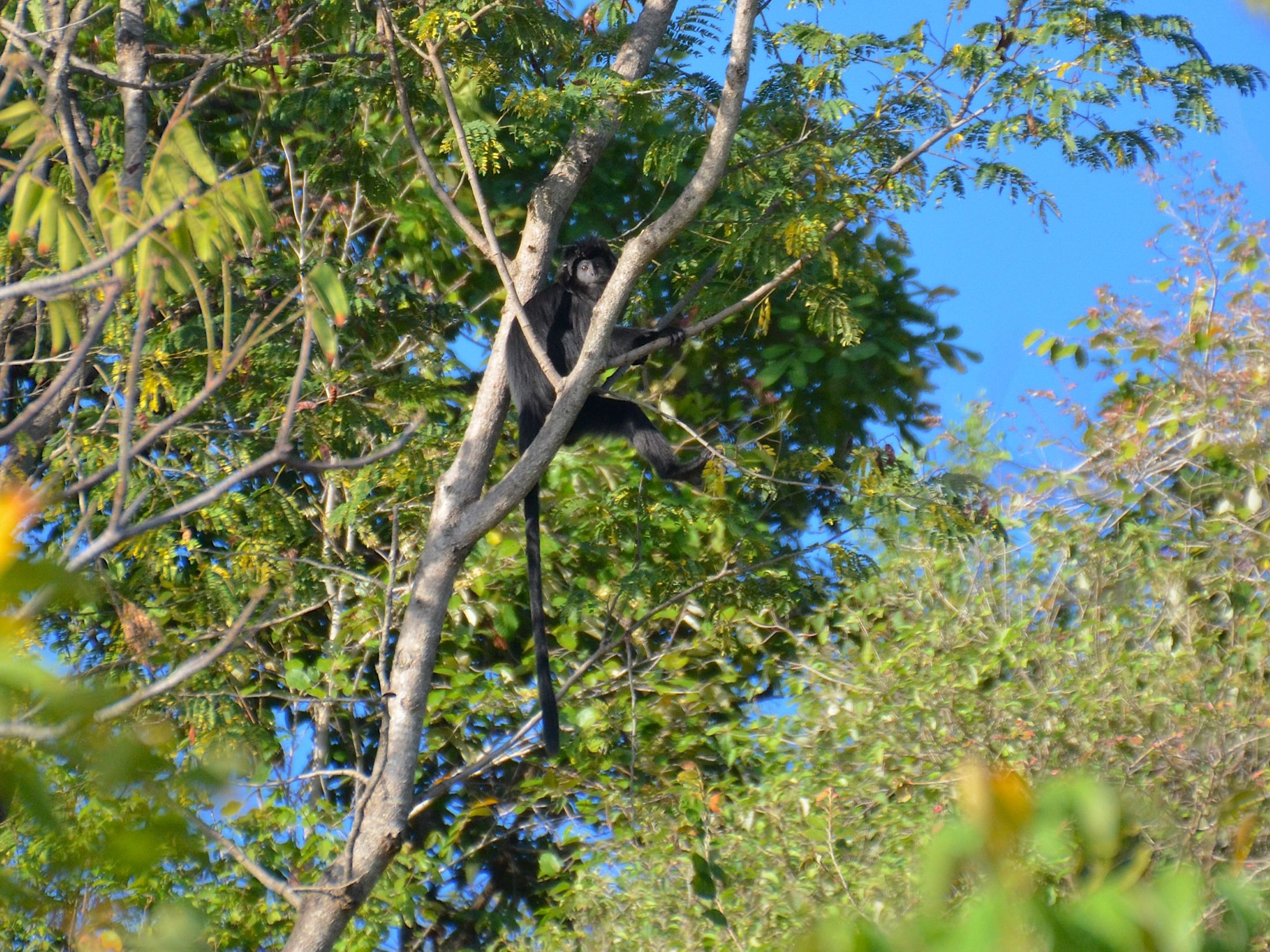 Den sjældne East Javan langur har også sit hjem i Bali Barat Nationalpark. Foto Hanne Christensen