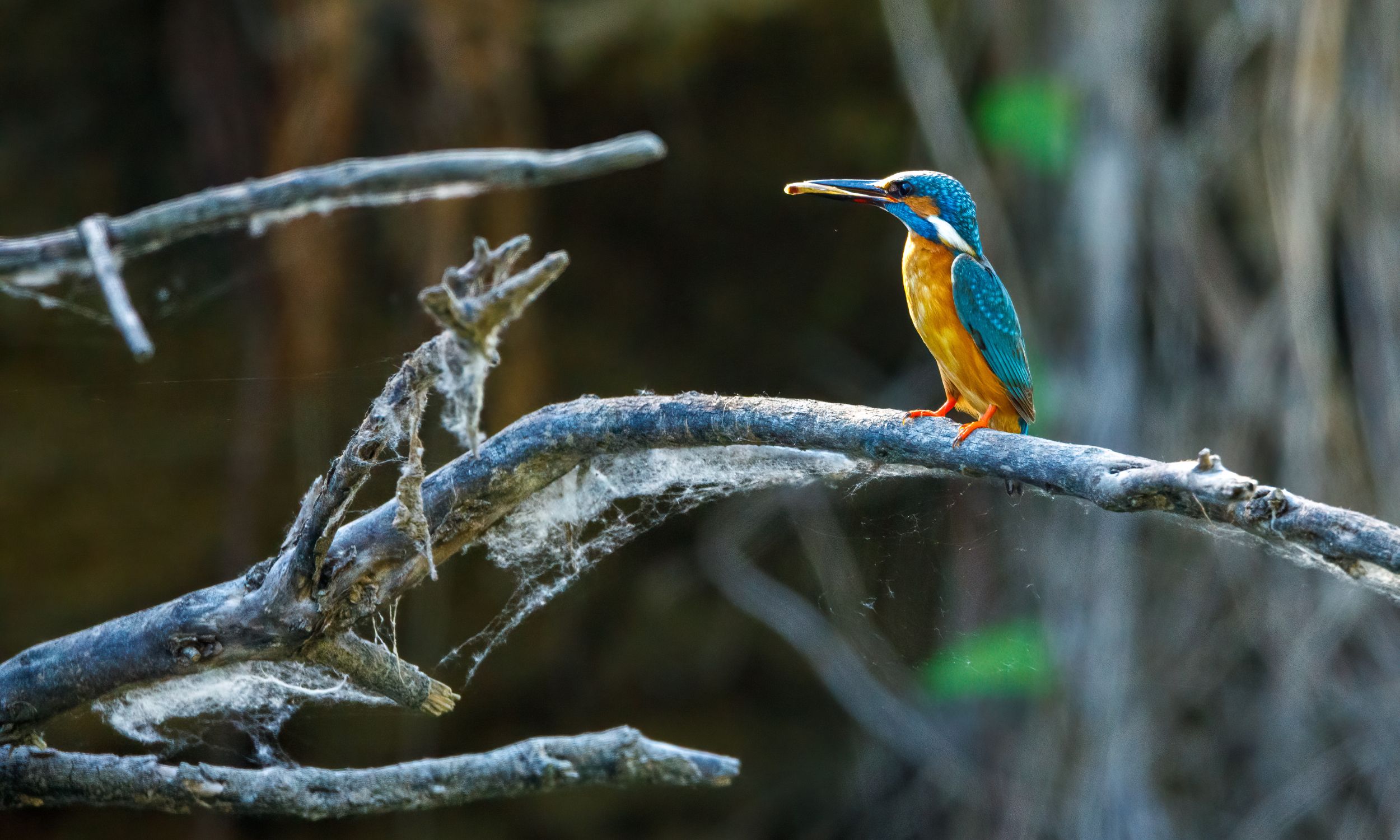 Når vi sejler i deltaet, kan vi være heldige at se den smukke isfugl. Foto Viktors Farmor