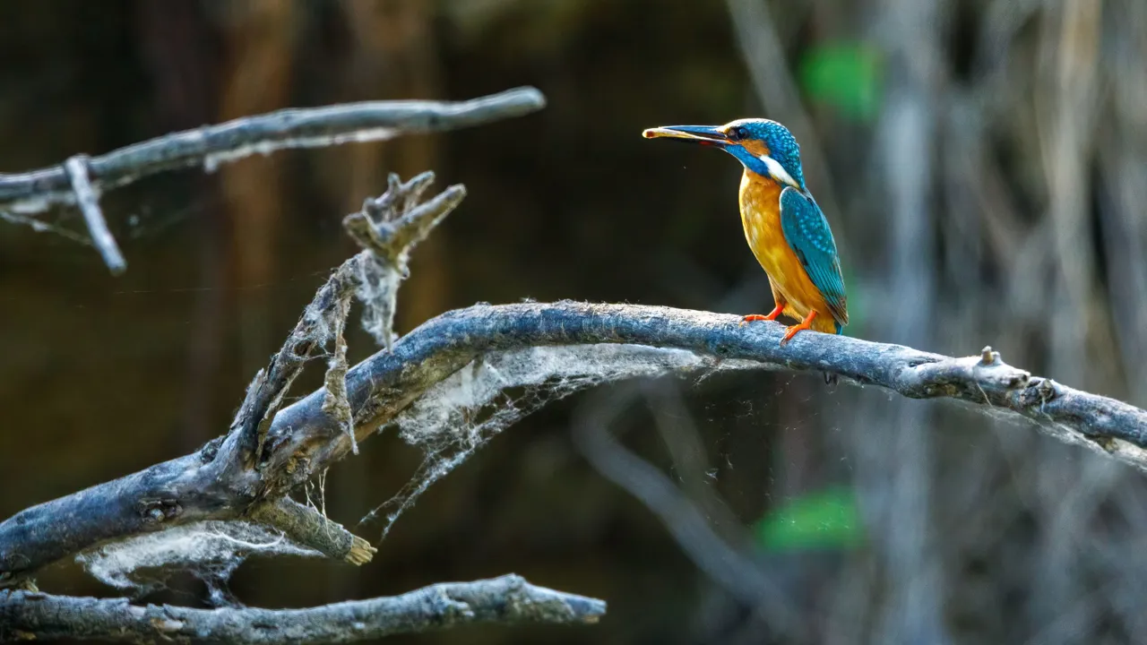 Når vi sejler i deltaet, kan vi være heldige at se den smukke isfugl. Foto Viktors Farmor