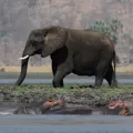 Zambia