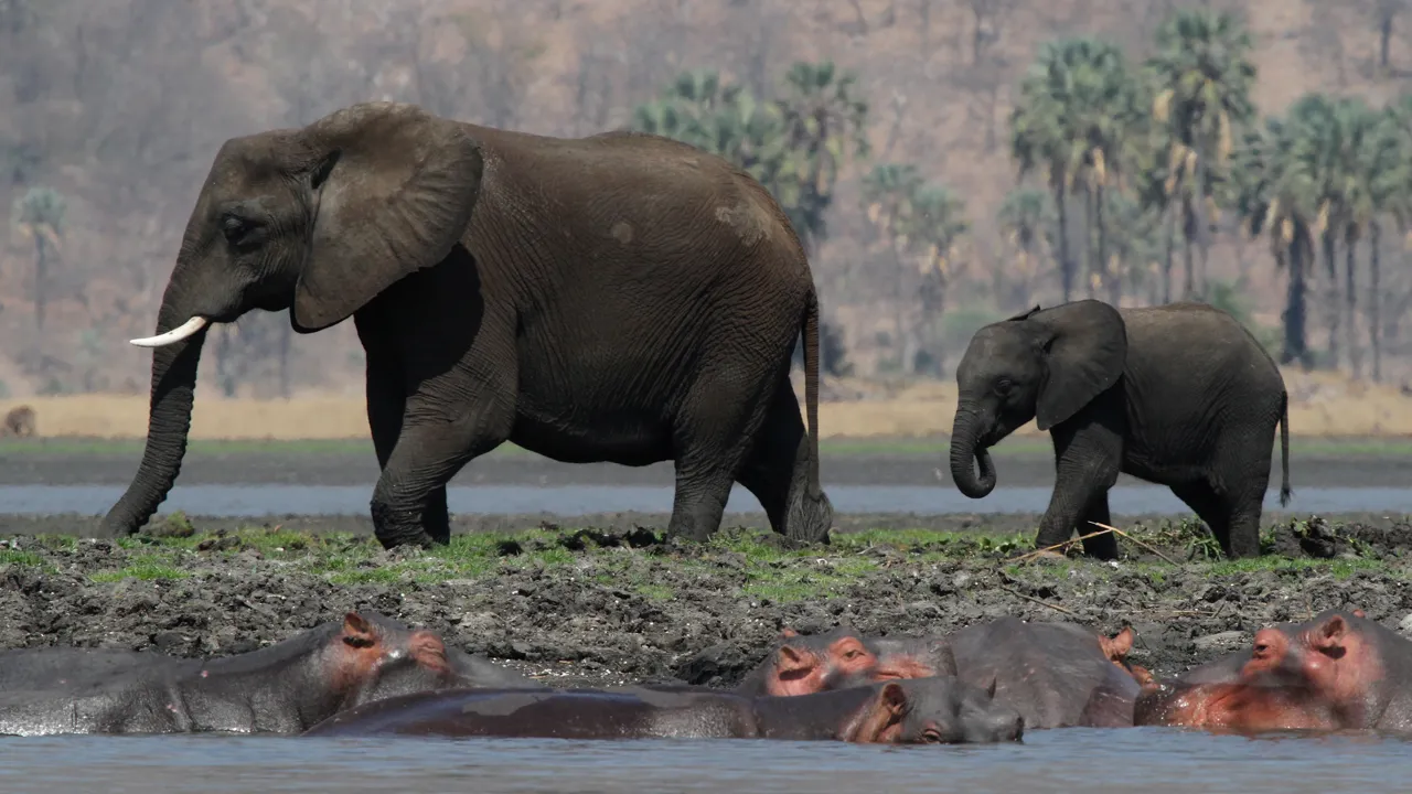 Der er rig mulighed for at se elefanter i Liwonde nationalparken. Foto Erik Hermansen