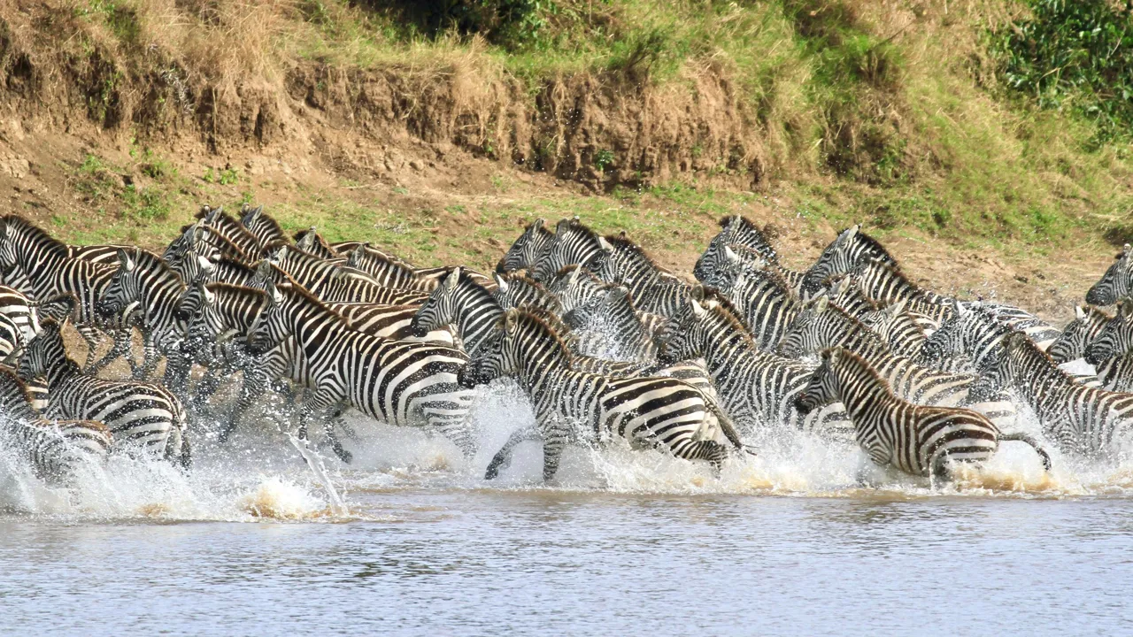 Zebraer på flugt fra rovdyr i Masai Mara. Foto af Anders Stoustrup