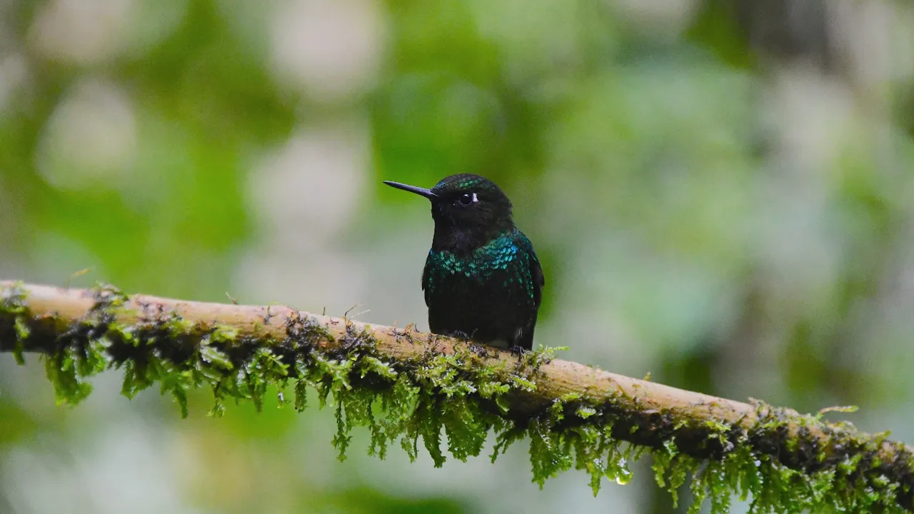 I Ecuador lever mange arter af kolibrier - her en Tourmaline sunangel. Foto Hanne Christensen
