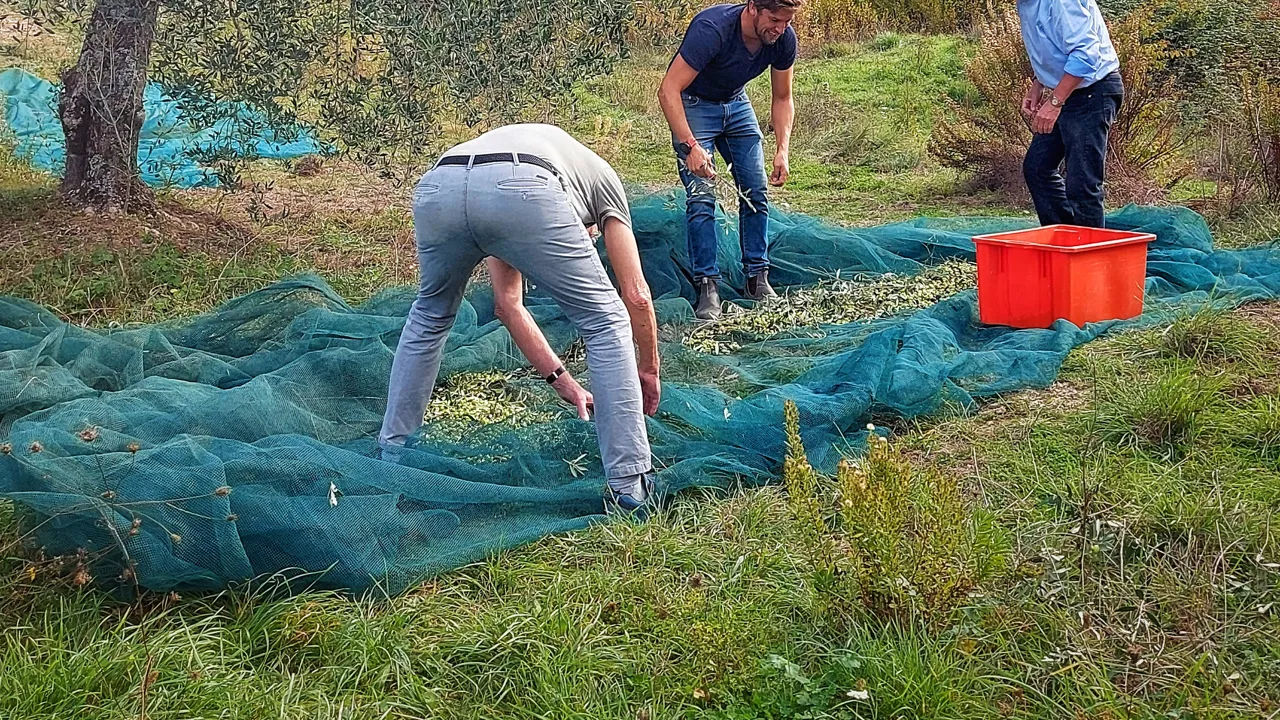 Der høstes oliven på denne tid af året til bl.a. den skønne olivenolie. Foto Lene Brondum