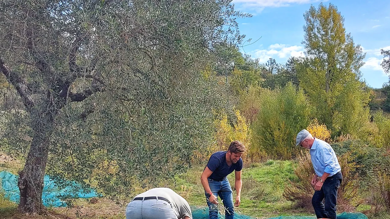 Der høstes oliven på denne tid af året til bl.a. den skønne olivenolie. Foto Lene Brondum
