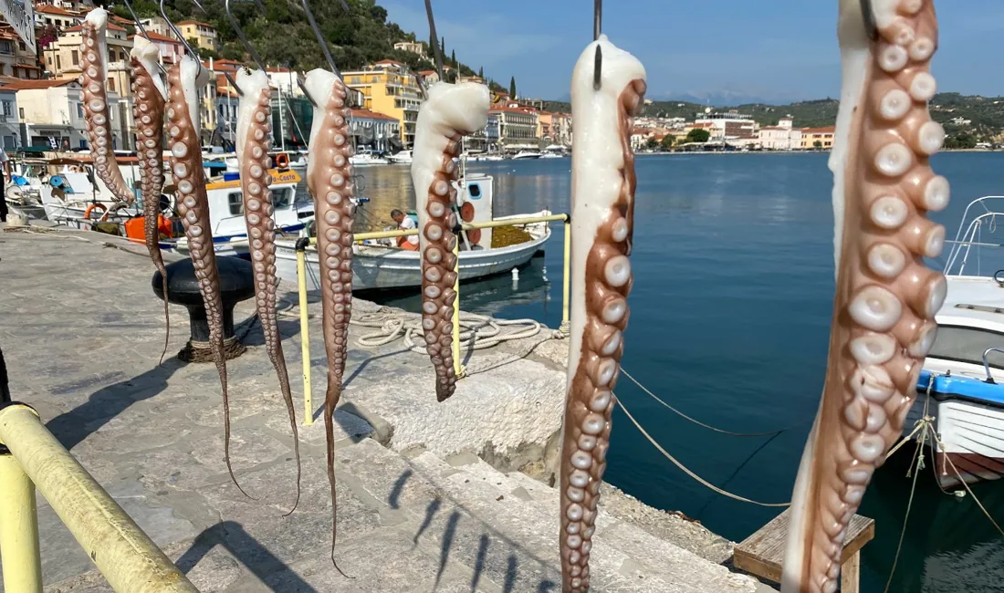 Dagens fangst af blæksprutte hængt til tørre. Et syn vi kan møde mange steder på Peloponnes. Foto Vagn Olsen