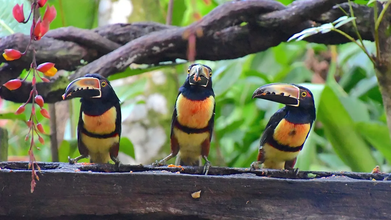 Collared aracari spiser bananer, som de lokale mange steder lægger ud til fuglene. Foto Hanne Christensen