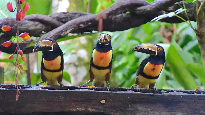 Collared aracari spiser bananer, som de lokale mange steder lægger ud til fuglene. Foto Hanne Christensen