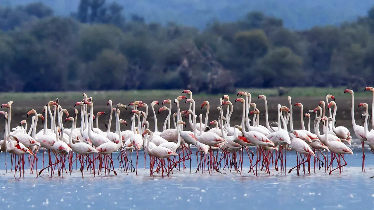 Vi kan være heldige at støde på flamingoer ved Kerkini søen. Foto Viktors Farmor