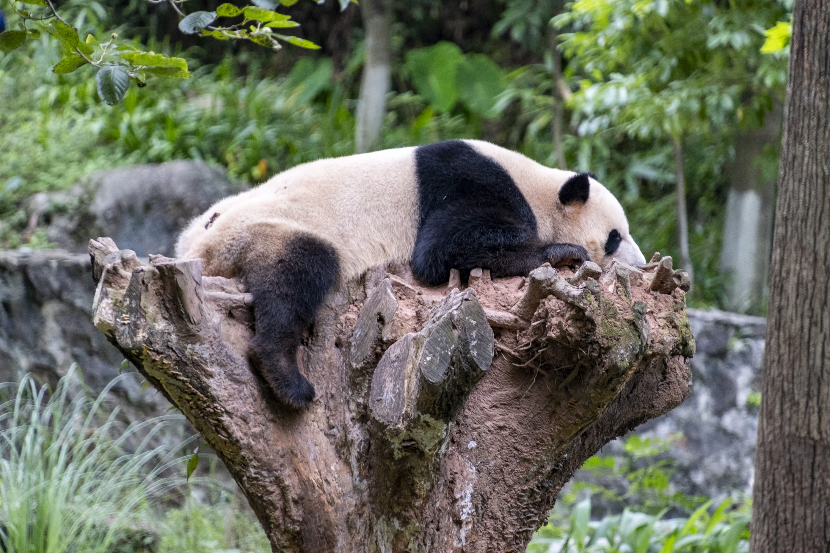 Kæmpepadaen tager en lur i trætoppene i Dujiangyan-reservatet. Foto Carsten Lorenzen