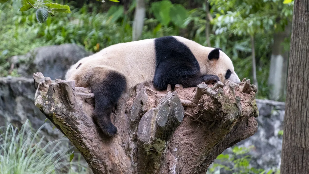 Kæmpepadaen tager en lur i trætoppene i Dujiangyan-reservatet. Foto Carsten Lorenzen