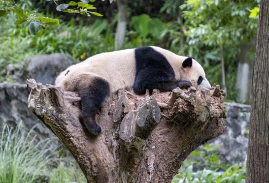 Kæmpepadaen tager en lur i trætoppene i Dujiangyan-reservatet. Foto Carsten Lorenzen