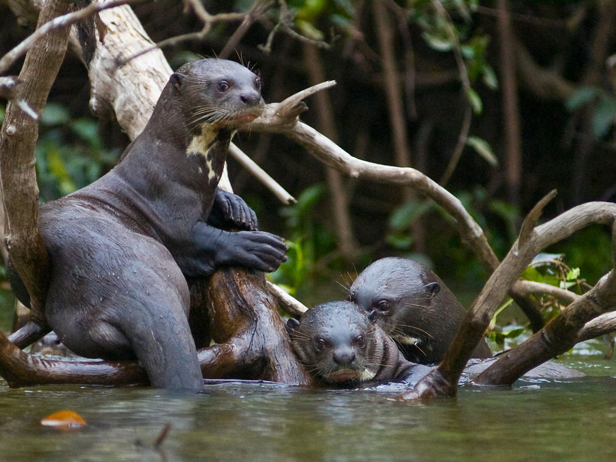 Kæmpeoddere jager fisk i Pantanals floder. Foto Viktors Farmor