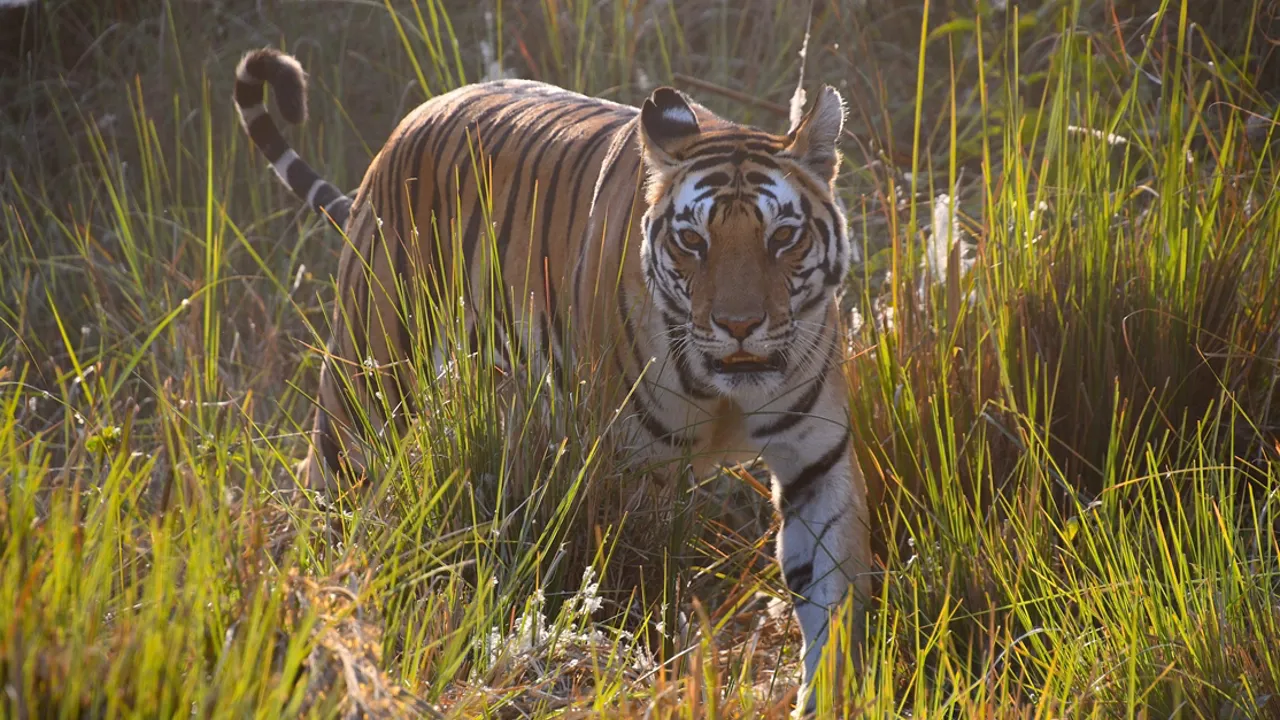 Tigerens striber får den til at falde godt i med omgivelserne. Foto Hanne Christensen
