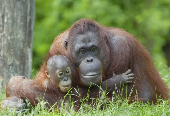 Orangutangen lever i Borneos regnskove. Foto Viktors Farmor