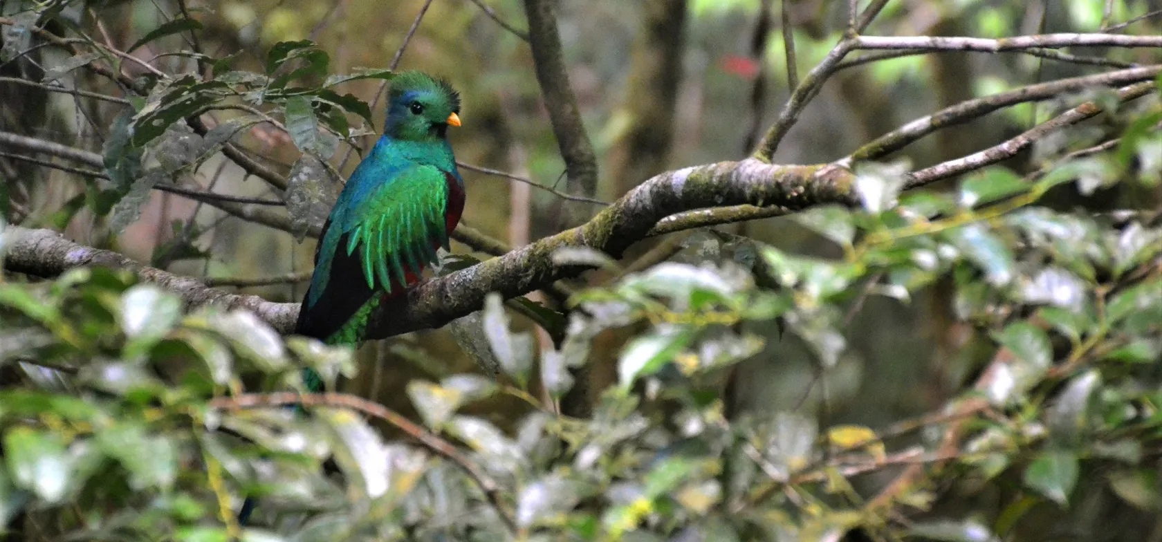 Quetzalen er berømt for sin smukke farve og lange halefjer. Foto Hanne Christensen