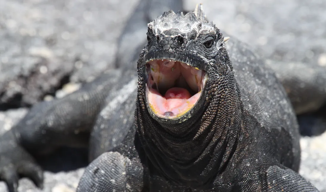 Havleguanen findes kun på Galapagos. Foto Claus Bech