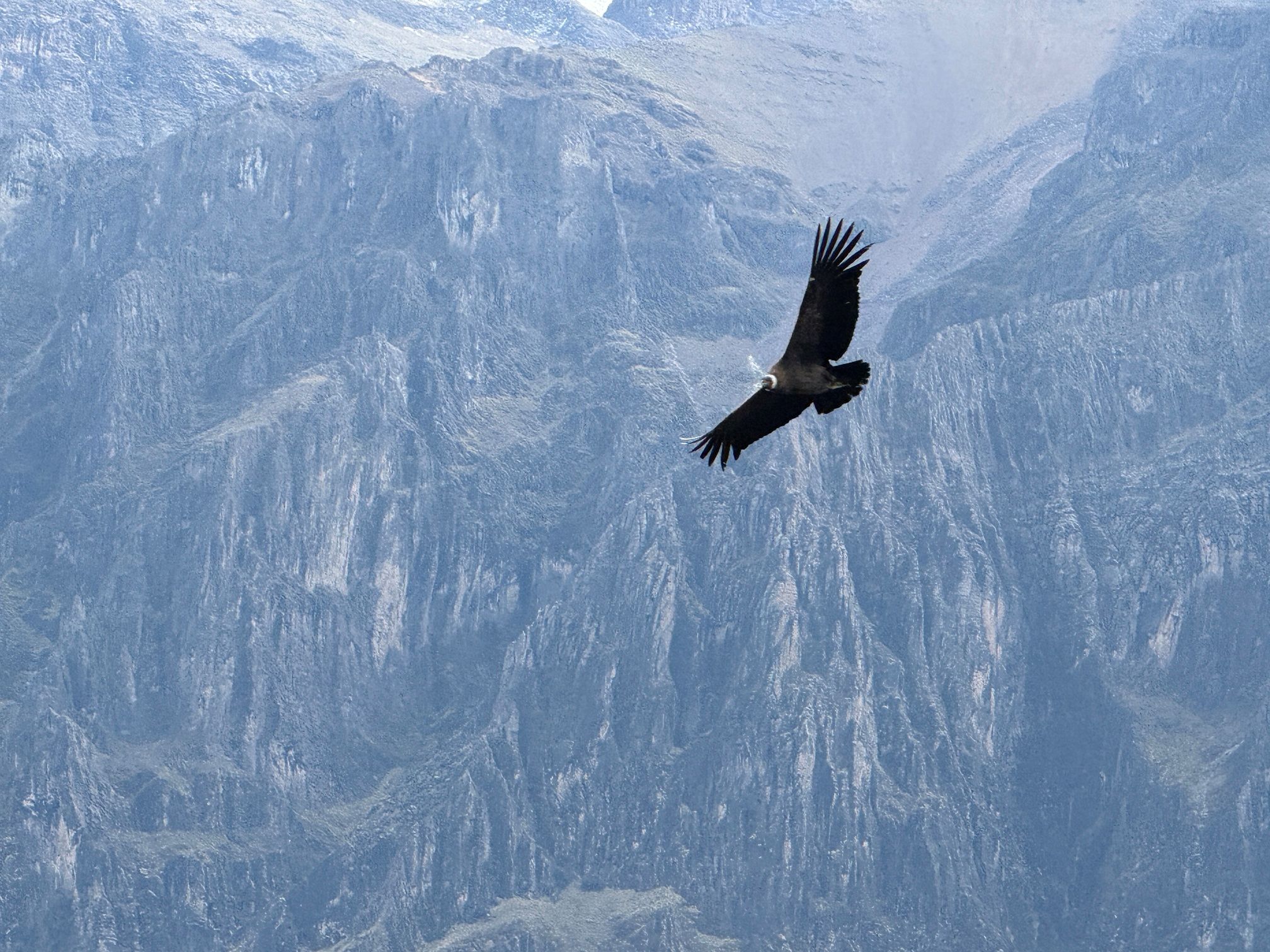 En kondor i Colca-kløften med flotte bjerge i baggrunden. Foto Laura Lyhne