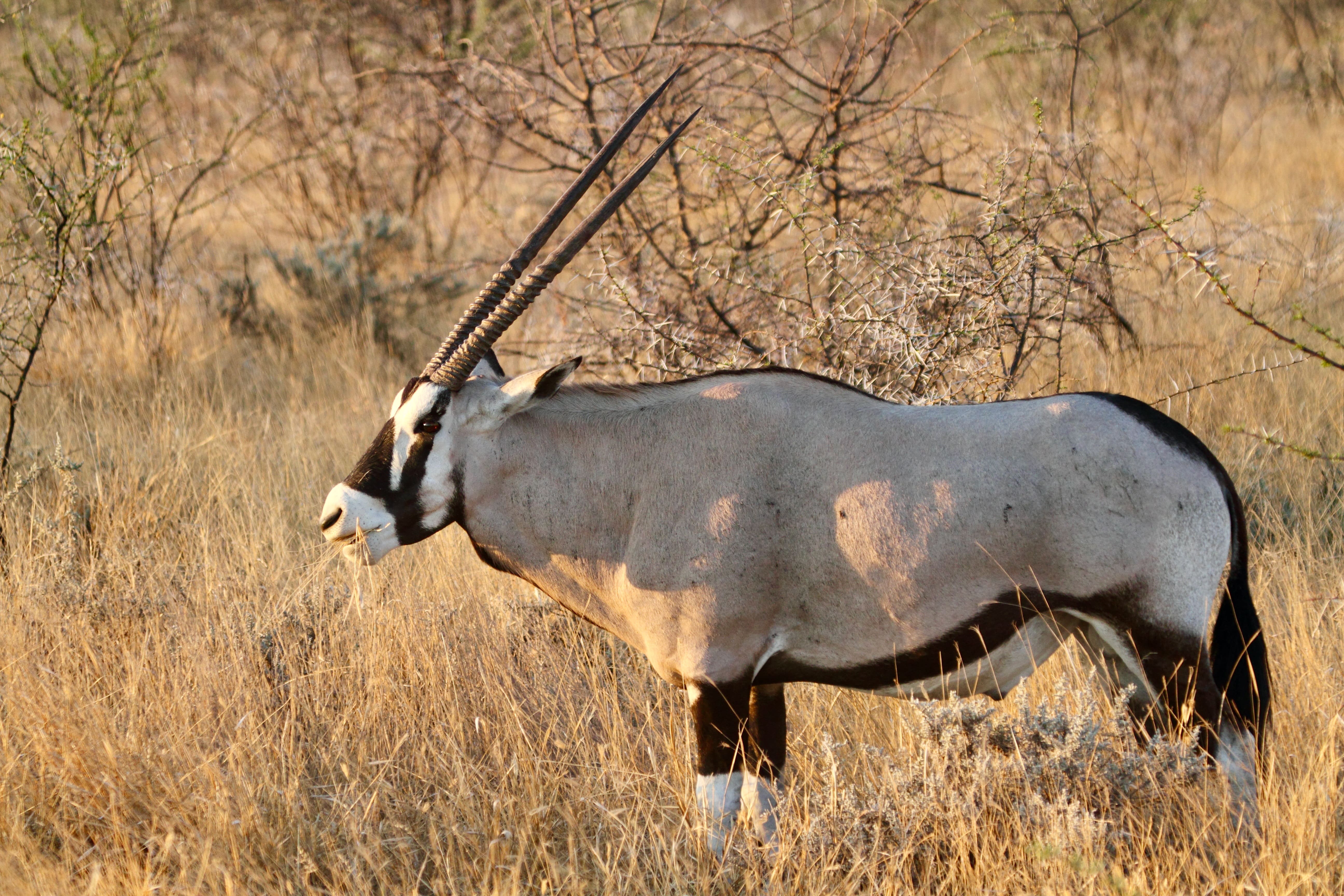 Man kan være heldig at se den elegante oryx i Etosha. Foto Anders Stoustrup