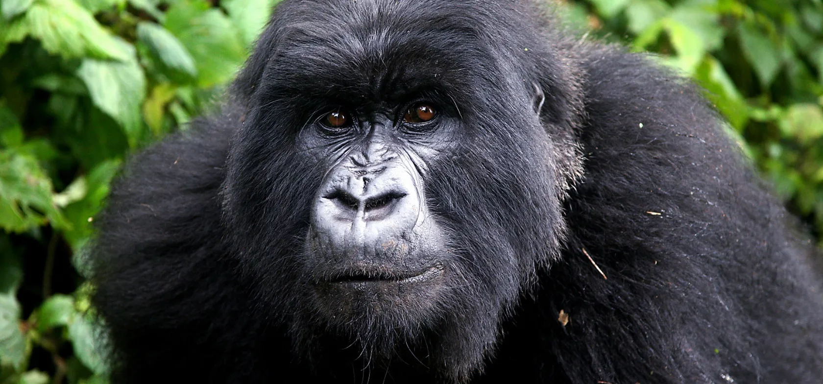 Gorillaerne lever i bjergene i det centrale Afrika. Foto Viktors Farmor