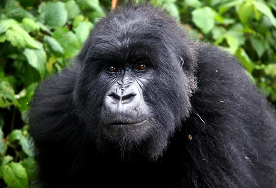Gorillaerne lever i bjergene i det centrale Afrika. Foto Viktors Farmor
