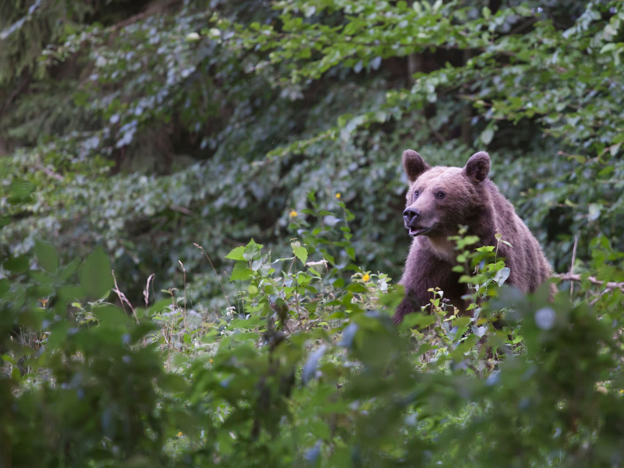 Hvis vi er heldige, ser vi brune bjørne fra bussen. Foto Viktors Farmor