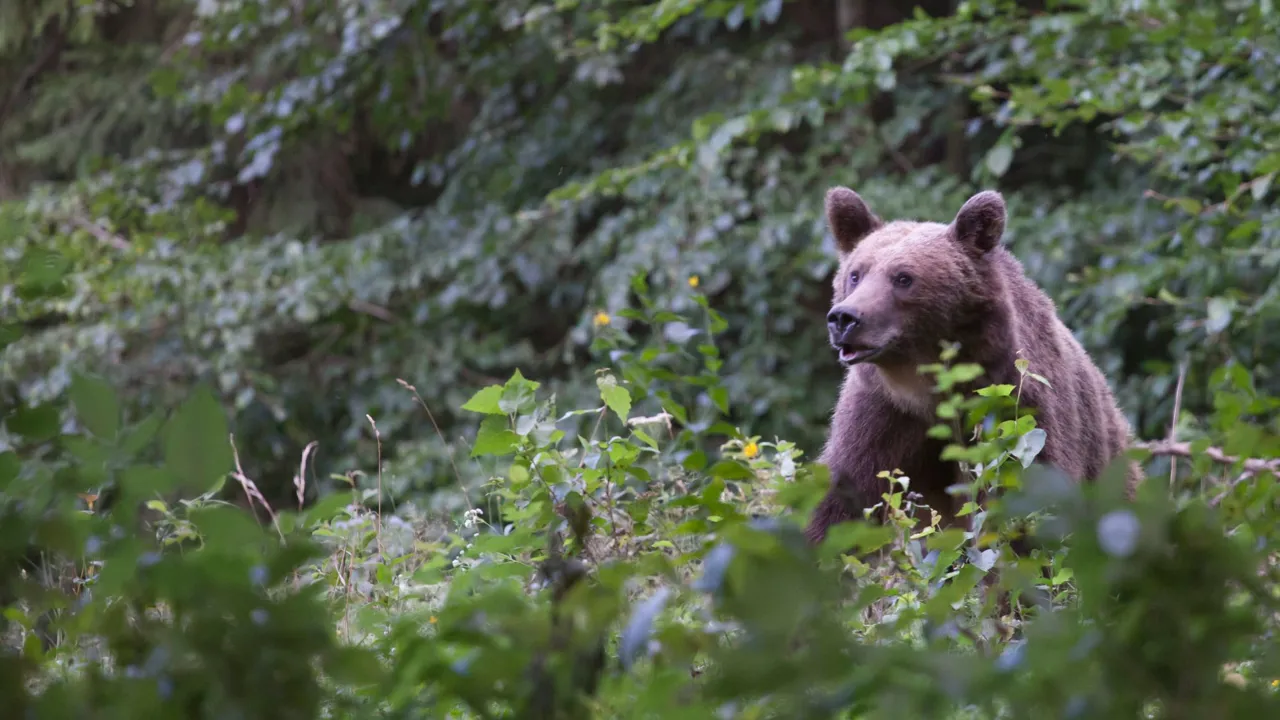 Hvis vi er heldige, ser vi brune bjørne fra bussen. Foto Viktors Farmor