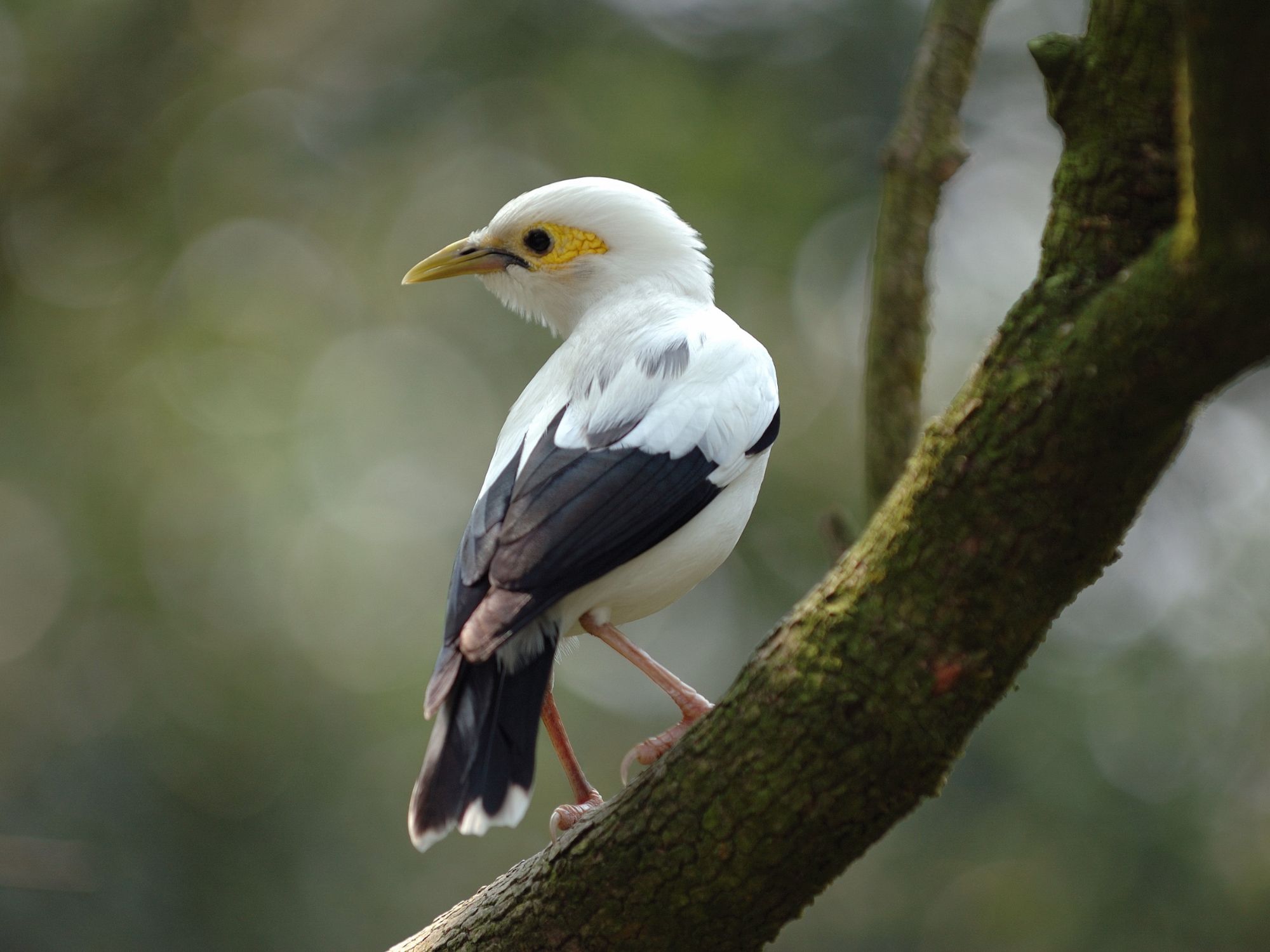 Black-winged starling i Bali Barat Nationalpark. Foto Viktors Farmor