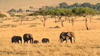 Elefanter på vandring i Masai Mara. Foto af Anders Stoustrup