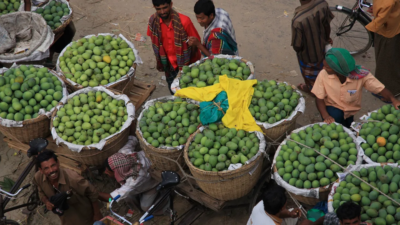 Meget fragtes rundt på cykler. Her mangoer. Foto Viktors Farmor