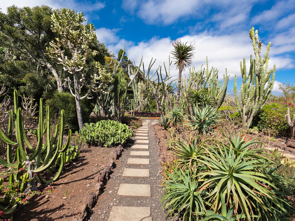 En flot samling af diverse kaktusser i den botaniske have. Foto Viktors Farmor