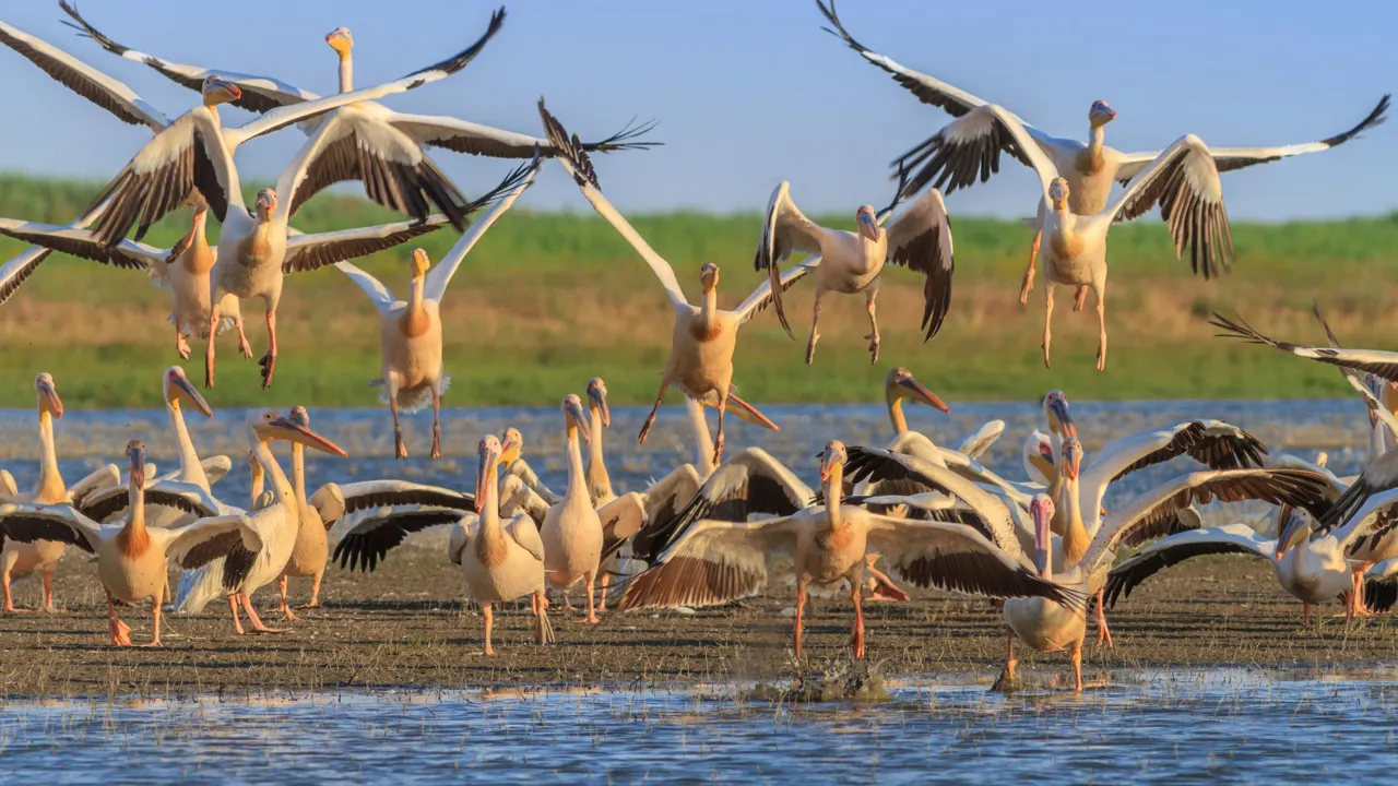 I deltaet er der et fantastisk fugleliv. Foto Viktors Farmor