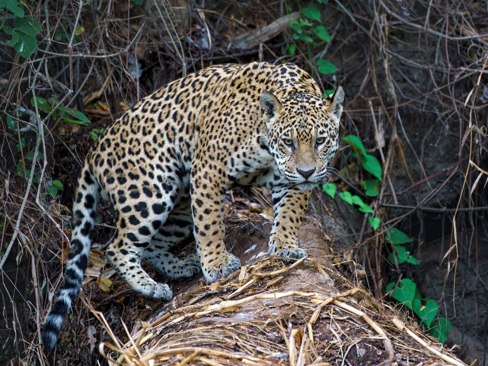 Den sky jaguar er et uforglemmeligt syn i det fri. Foto Viktors Farmor