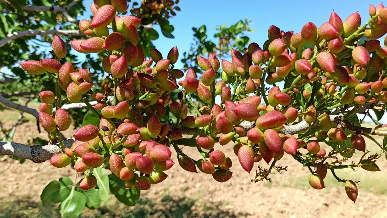 Vi ser de fine pistacianøddetræer, som bliver max. 10 m høje. Foto Viktors Farmor