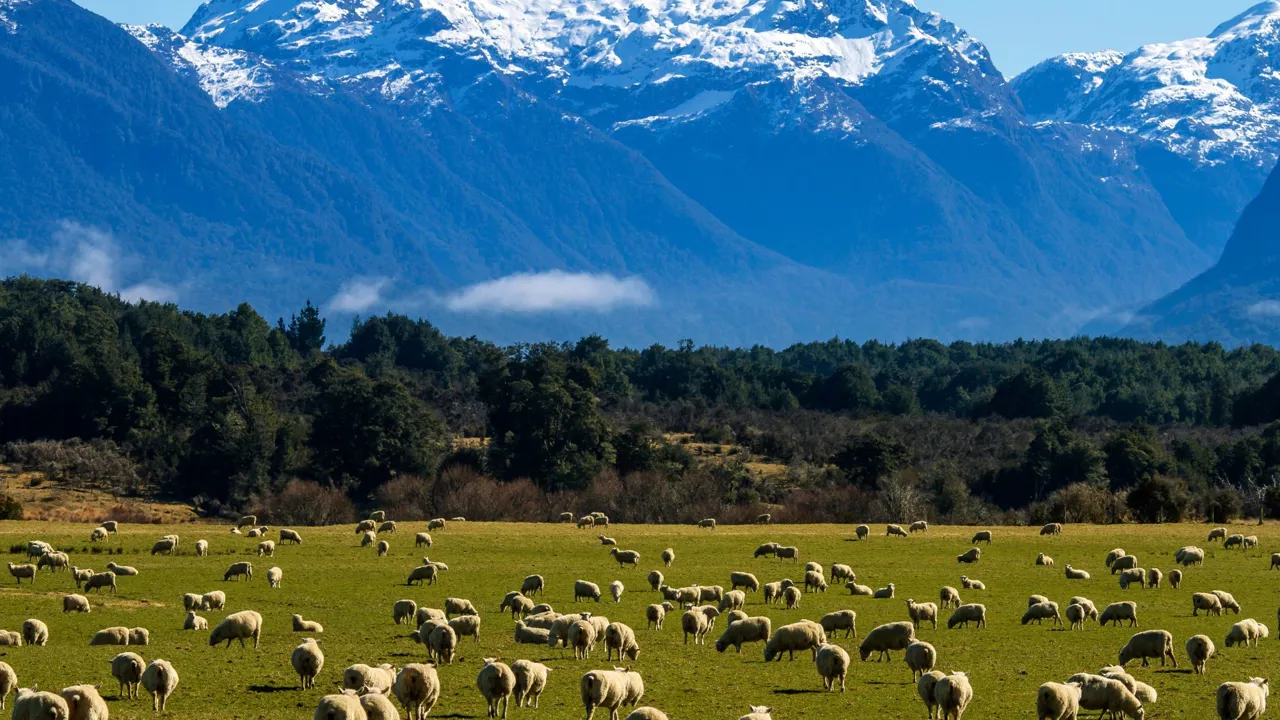 Der er flere får end mennesker i New Zealand. Foto Viktors Farmor