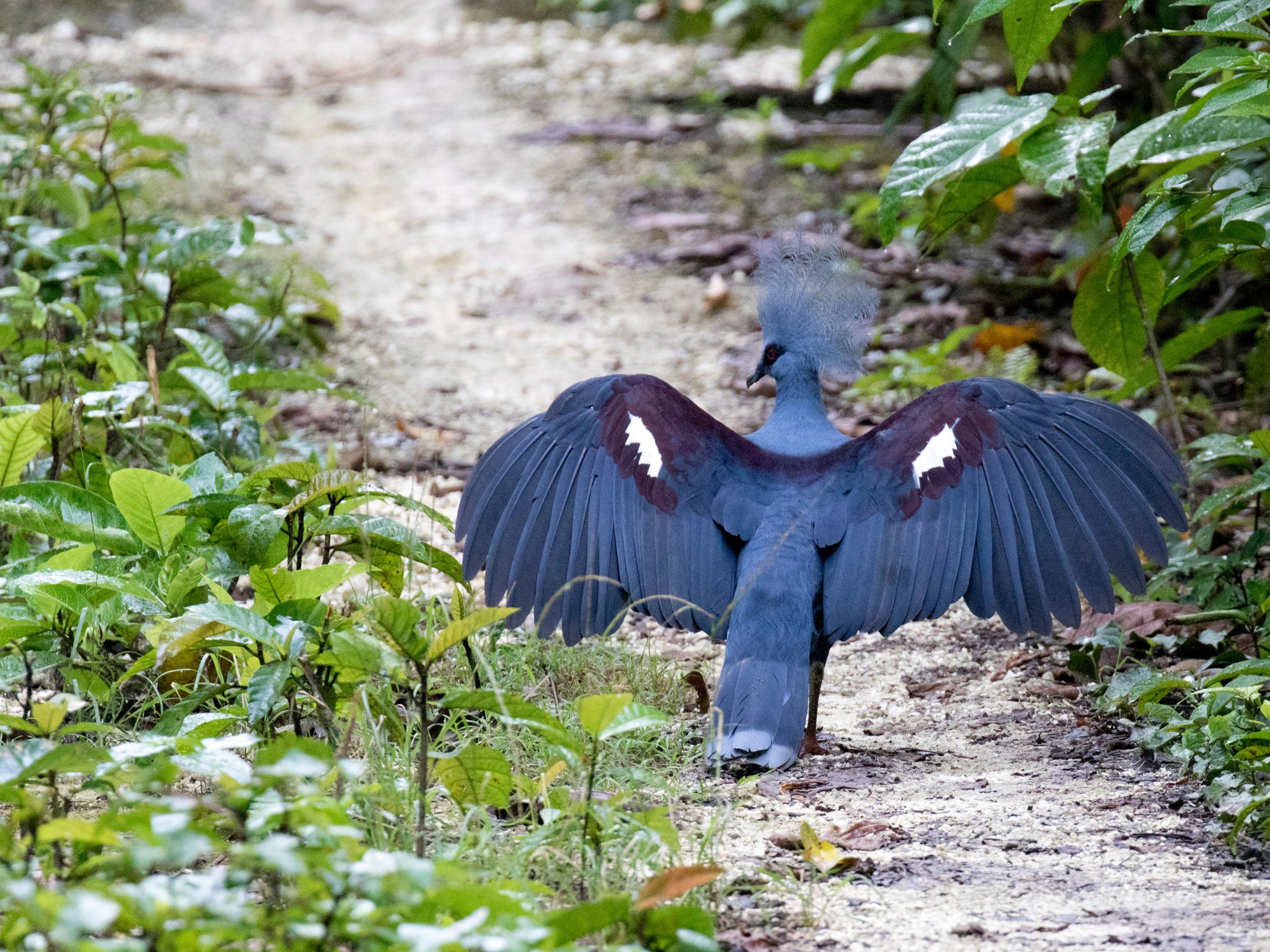 Den sky Western Crowned Pigeon søger vi efter på øen Waigeo. Foto Viktors Farmor
