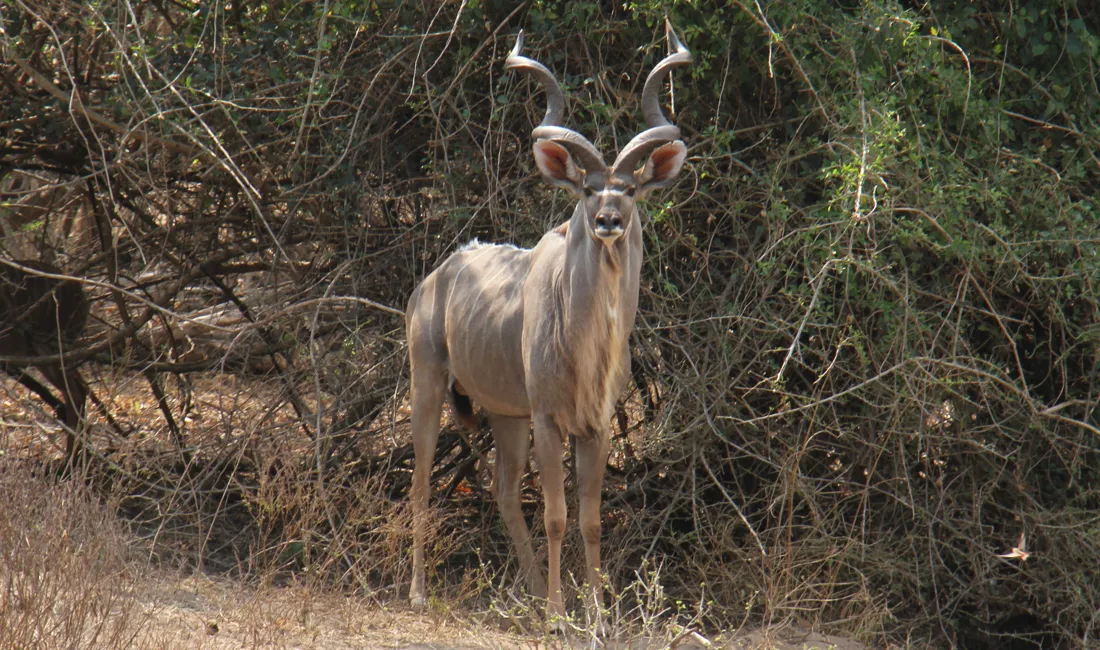 Kudu-antilopen kan nemt kendes på de snoede horn. Foto Erik Hermansen