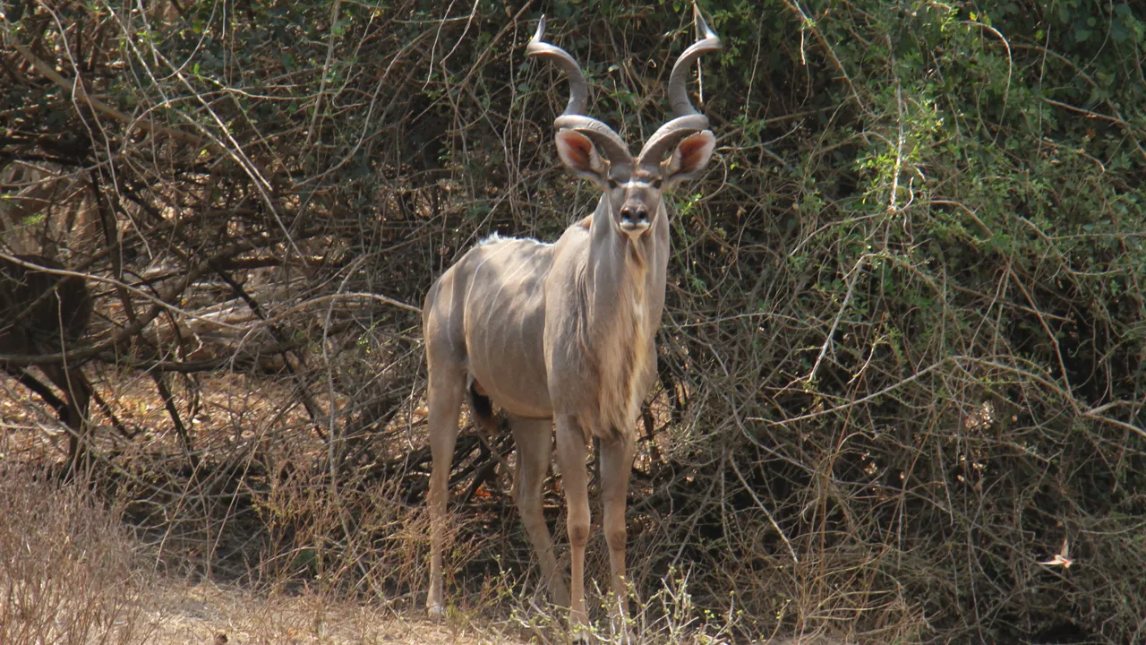 Kudu-antilopen kan nemt kendes på de snoede horn. Foto Erik Hermansen