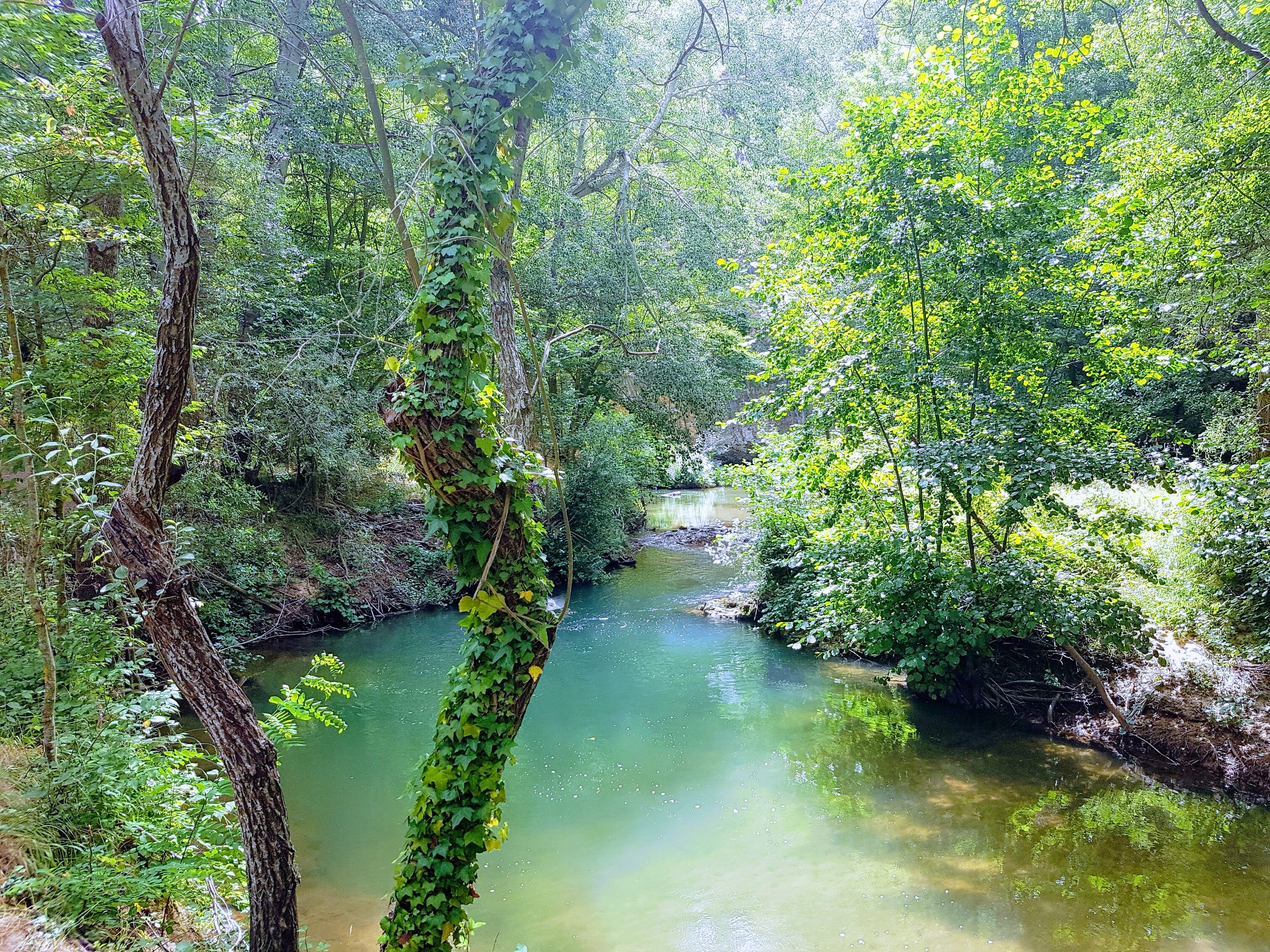 Der er frodigt langs floden på turens sidste vandredag. Foto Gudik Holm