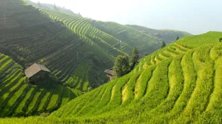 Rismark i Kina. Foto Viktors Farmor