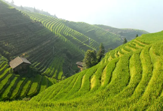 Rismark i Kina. Foto Viktors Farmor