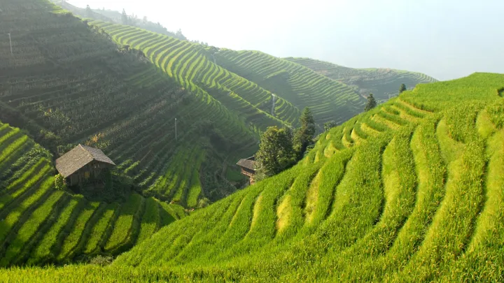 Rismark i Kina. Foto Viktors Farmor