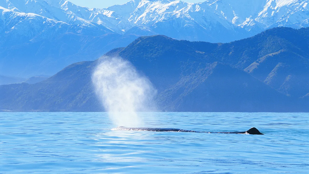 Vi skal på hvalsafari ud for Kaikoura på Sydøen. Foto Viktors Farmor