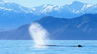 Vi skal på hvalsafari ud for Kaikoura på Sydøen. Foto Viktors Farmor