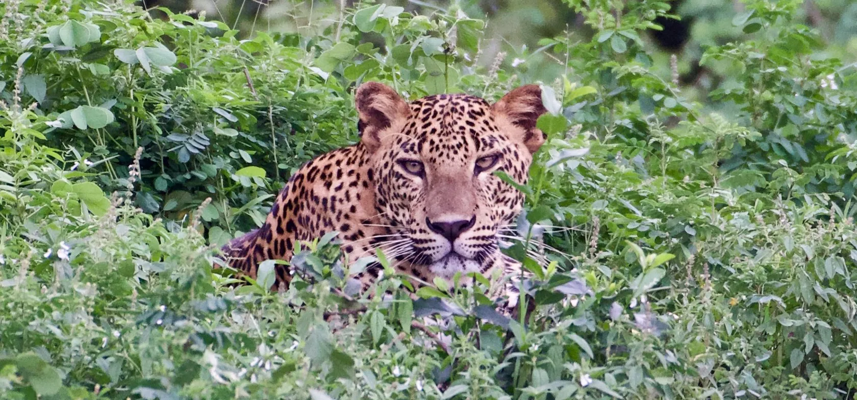 Den sjældne leopard i Yala nationalpark i Sri Lanka. Foto Flemming Lauritsen