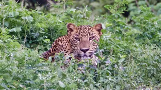 Den sjældne leopard i Yala nationalpark i Sri Lanka. Foto Flemming Lauritsen