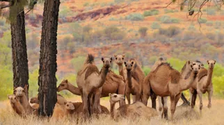 Australiens vilde kameler er faktisk hovedsageligt dromedarer. Foto Cezary Wojtkowski