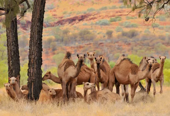Australiens vilde kameler er faktisk hovedsageligt dromedarer. Foto Cezary Wojtkowski