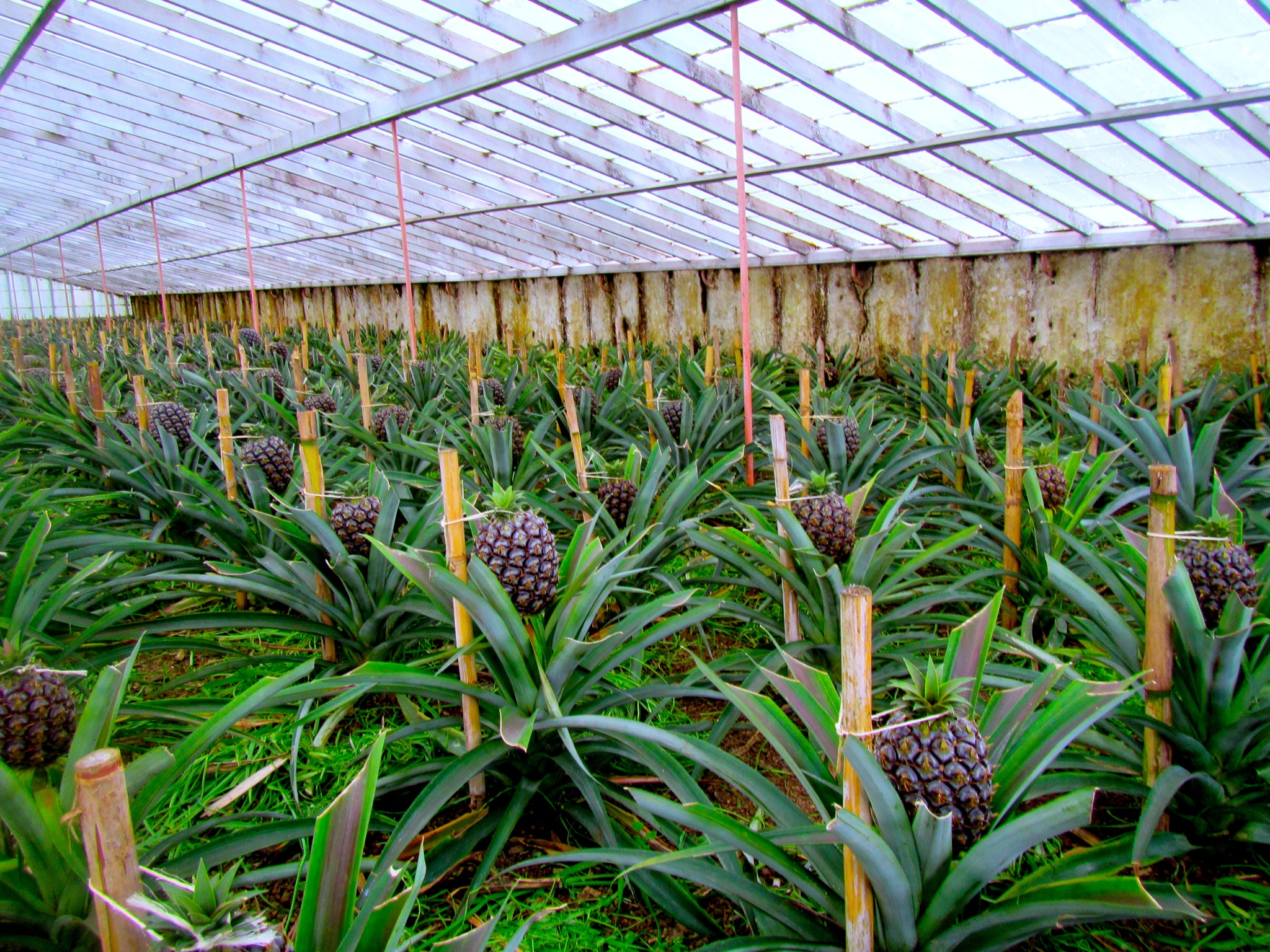 Vi lærer meget om ananas på Azorerne, når vi besøger en plantage på São Miguel. Foto Marlene T. Kristensen
